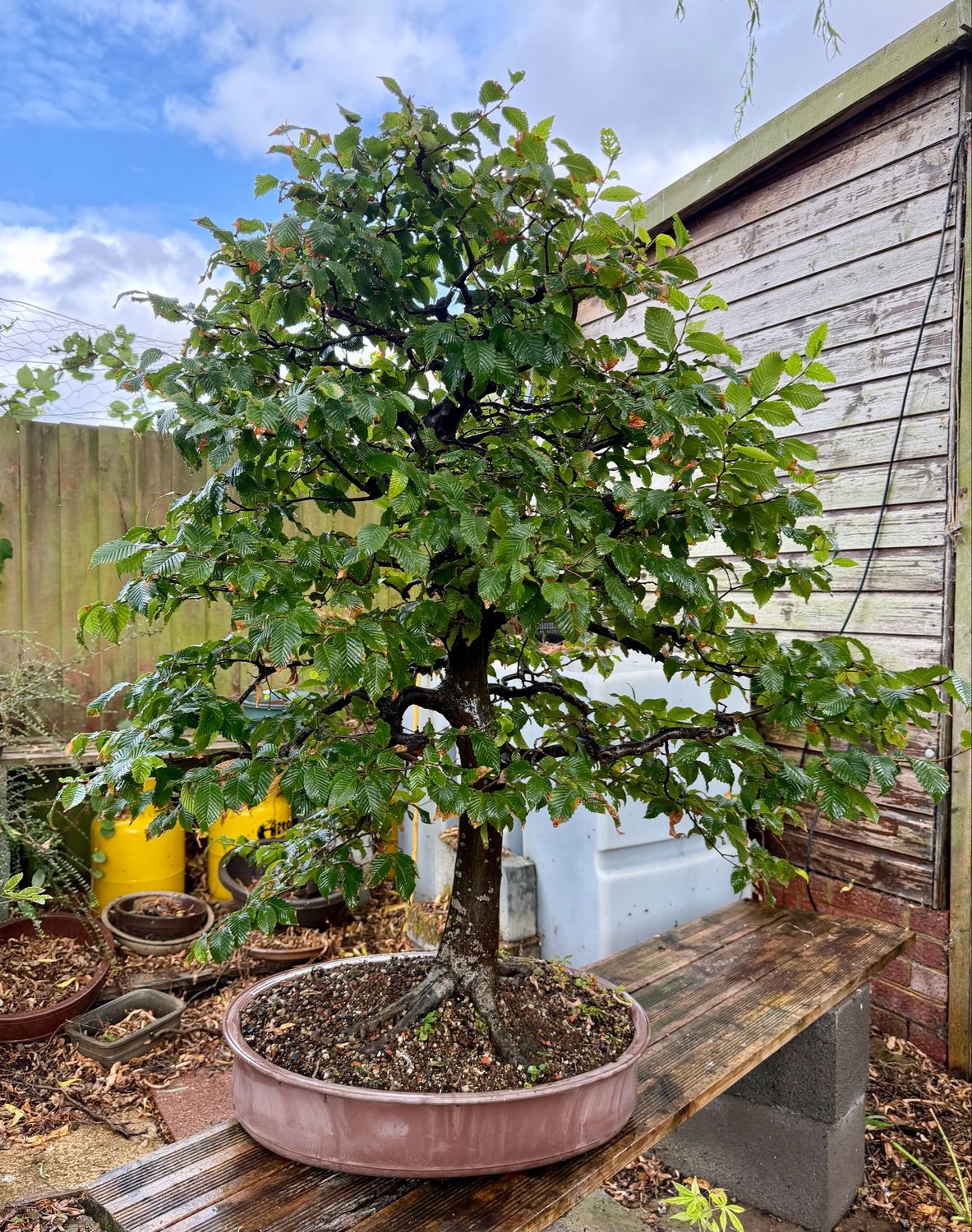 SALE!! Very big Carpinus betulus/European Hornbeam bonsai