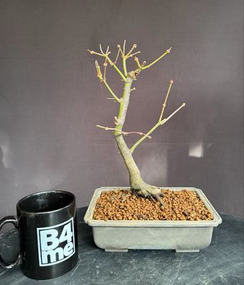 Acer palmatum/Japanese Maple bonsai unknown variety (green leaf)