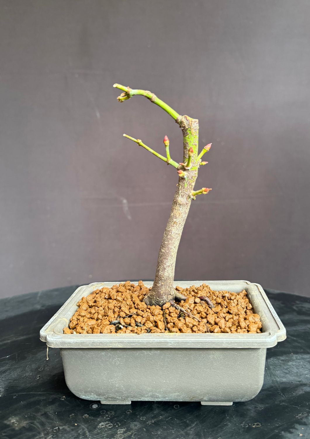 SOLD Acer palmatum/Japanese Maple bonsai unknown variety (green leaf)