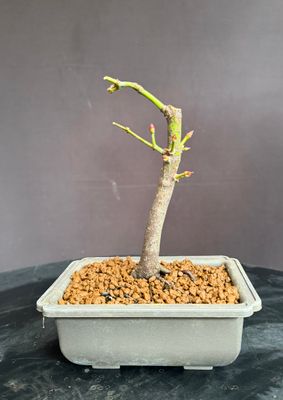 SOLD Acer palmatum/Japanese Maple bonsai unknown variety (green leaf)
