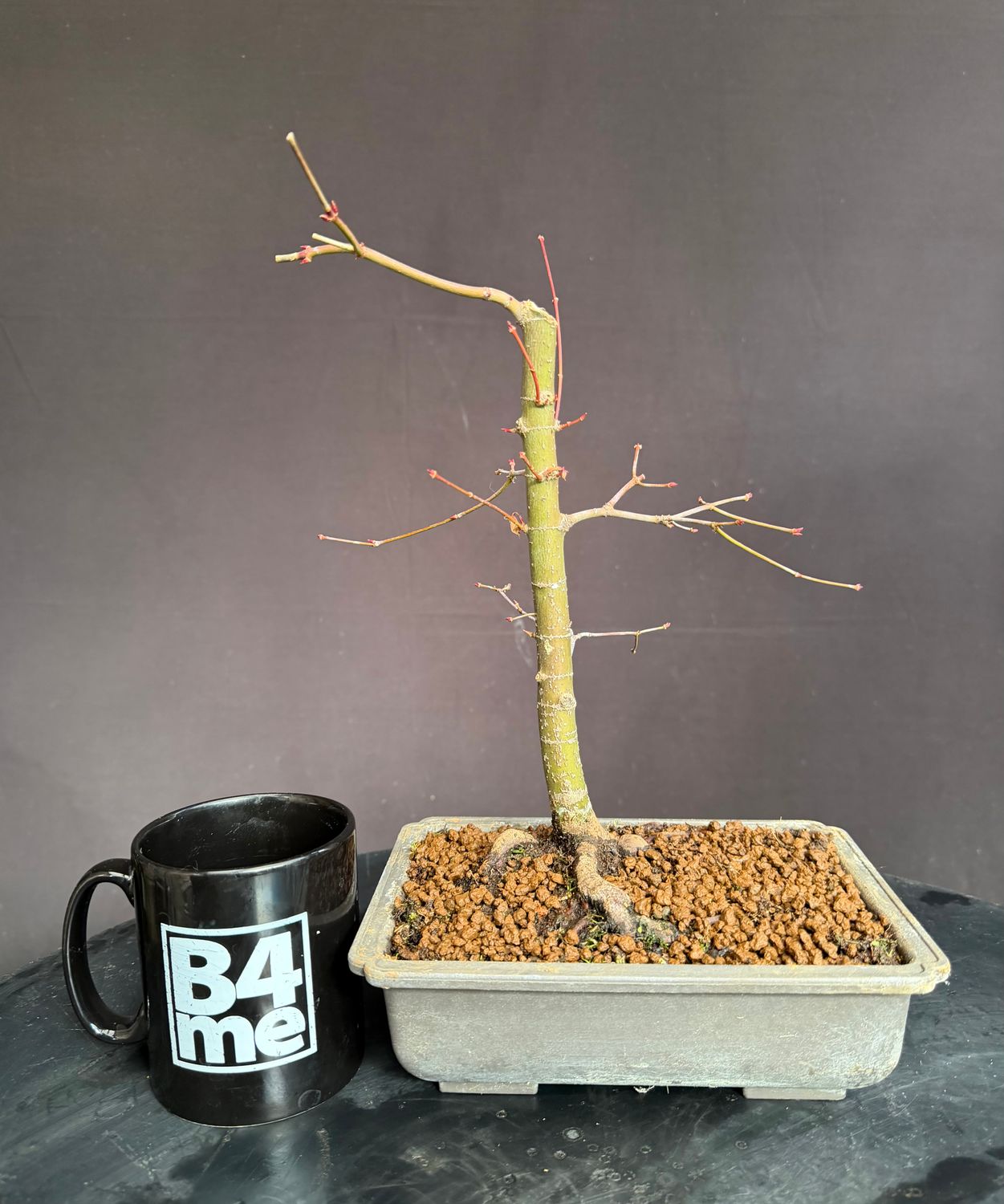 SOLD Acer palmatum/Japanese Maple bonsai unknown variety (green leaf)