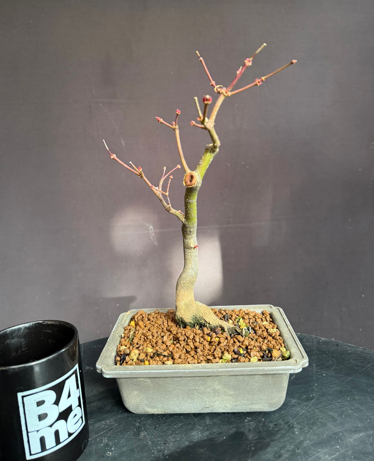 SOLD Acer palmatum/Japanese Maple bonsai unknown variety (green leaf)
