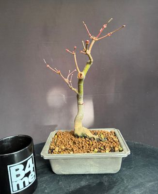 SOLD Acer palmatum/Japanese Maple bonsai unknown variety (green leaf)