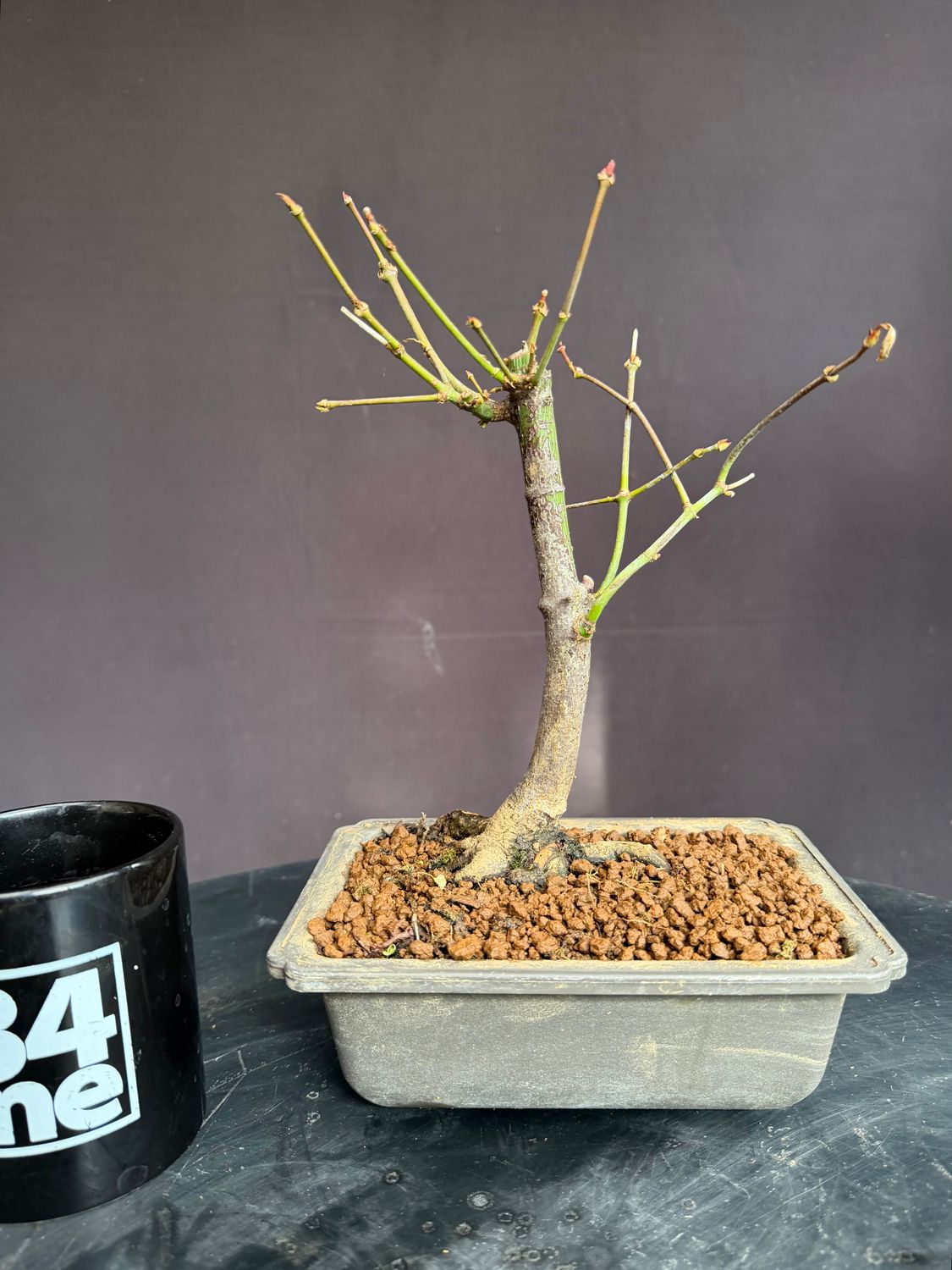 SOLD Acer palmatum/Japanese Maple bonsai unknown variety (green leaf)