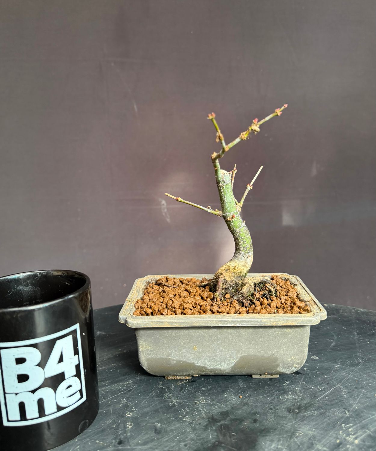 SOLD Acer palmatum/Japanese Maple bonsai unknown variety (green leaf)