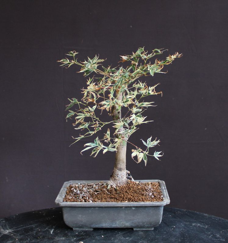 Acer palmatum/Japanese Maple bonsai Butterfly