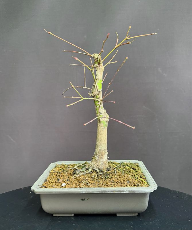 Acer palmatum/Japanese Maple bonsai Butterfly