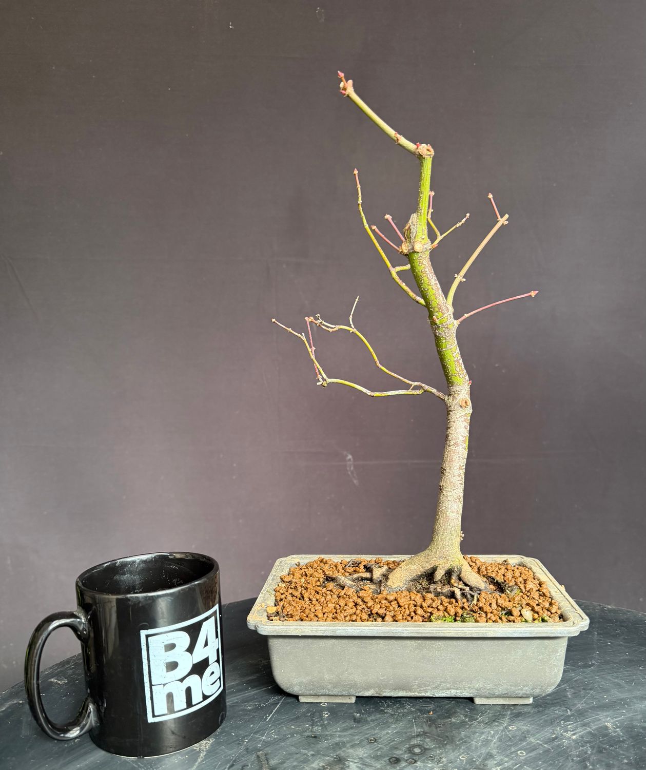 SOLD Acer palmatum/Japanese Maple bonsai unknown variety (red leaf)