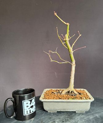 SOLD Acer palmatum/Japanese Maple bonsai unknown variety (red leaf)