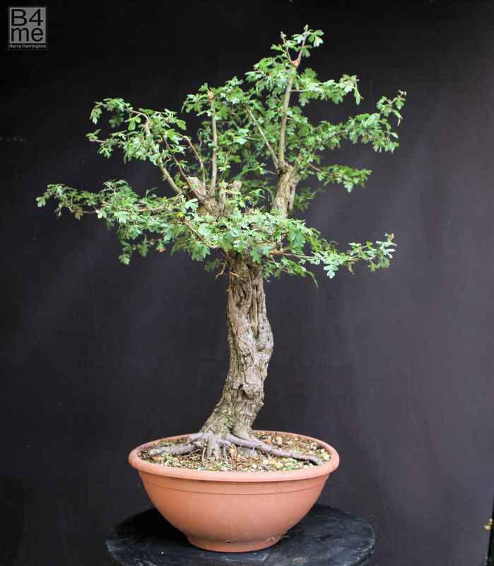 Crataegus monogyna / Common Hawthorn Yamadori bonsai