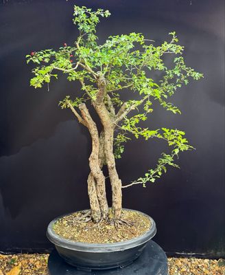 Crataegus monogyna / Common Hawthorn Yamadori bonsai