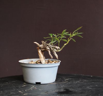 Salix caprea/Pussy Willow or Goat Willow Bonsai (Shohin)