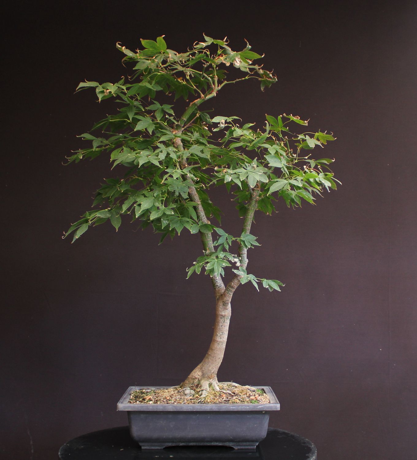 Acer palmatum/Japanese Maple bonsai  unknown variety (green leaf)