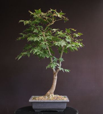 Acer palmatum/Japanese Maple bonsai  unknown variety (green leaf)