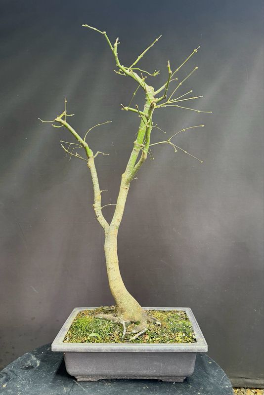 Acer palmatum/Japanese Maple bonsai  unknown variety (green leaf)