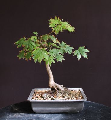 Acer japonicum/Full Moon Maple bonsai