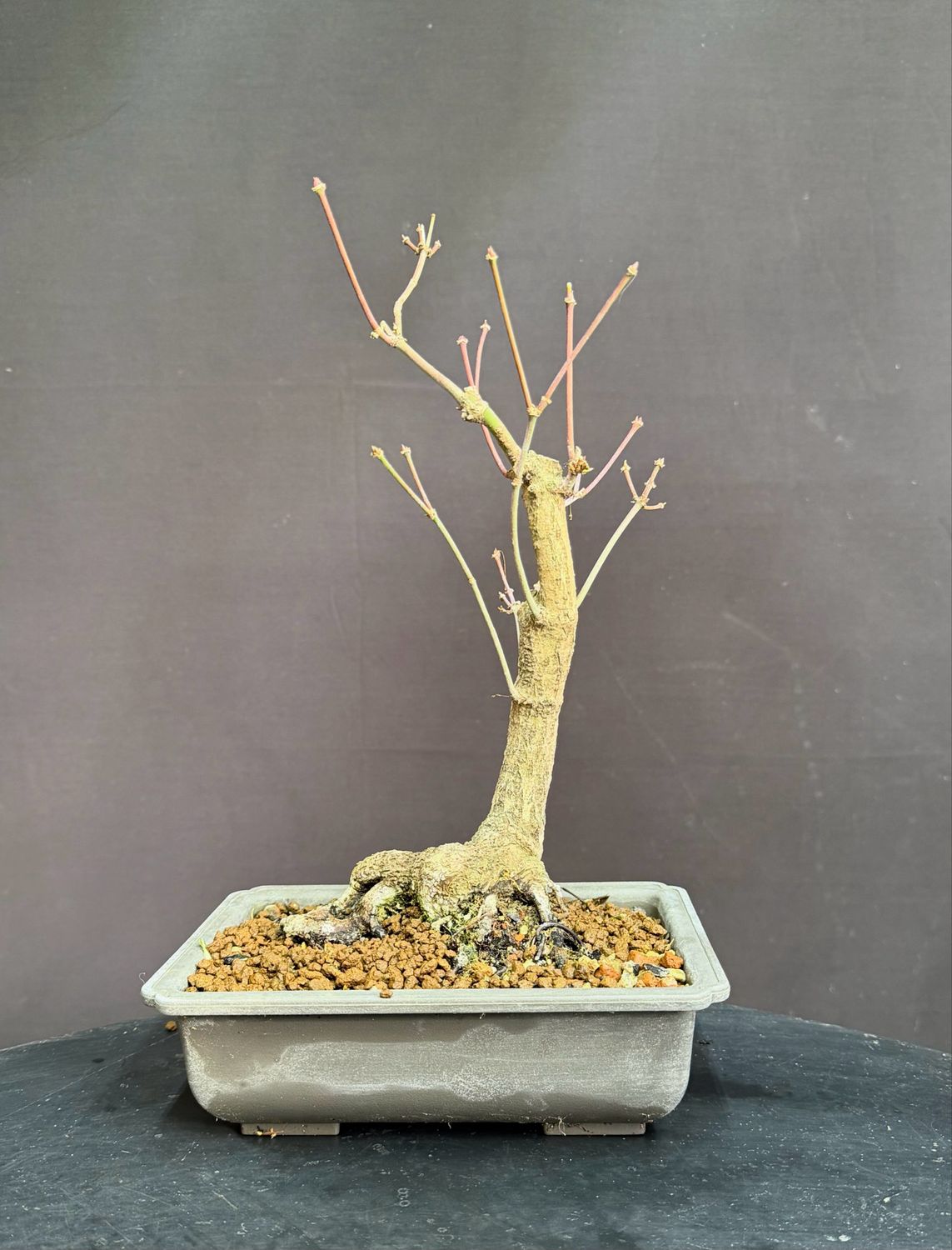 Acer japonicum/Full Moon Maple bonsai