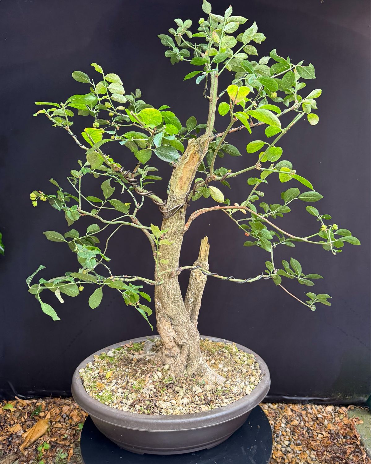 Euonymus europaeus/European Spindle Yamadori bonsai