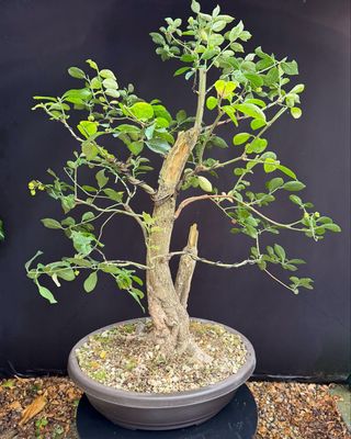 Euonymus europaeus/European Spindle Yamadori bonsai