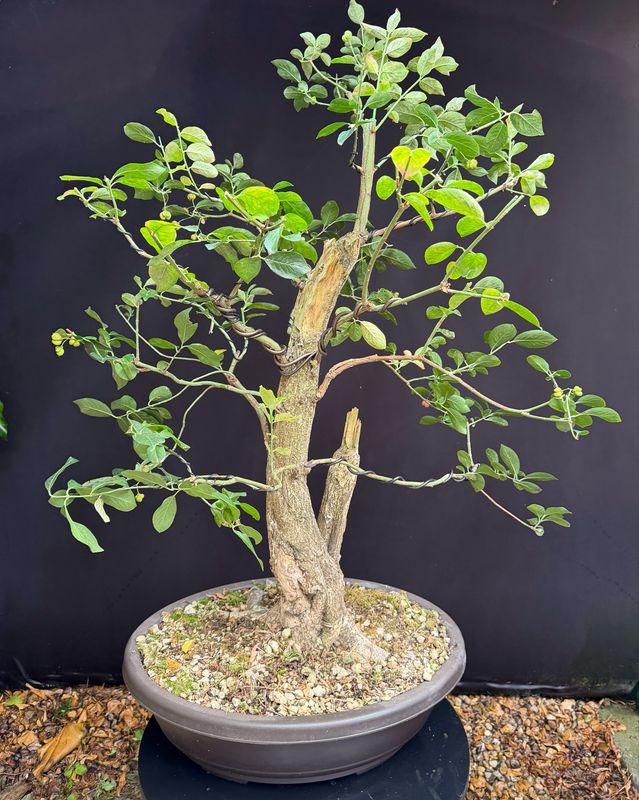 Euonymus europaeus/European Spindle Yamadori bonsai