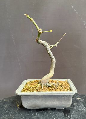 Acer palmatum/Japanese Maple bonsai  unknown variety (green leaf)