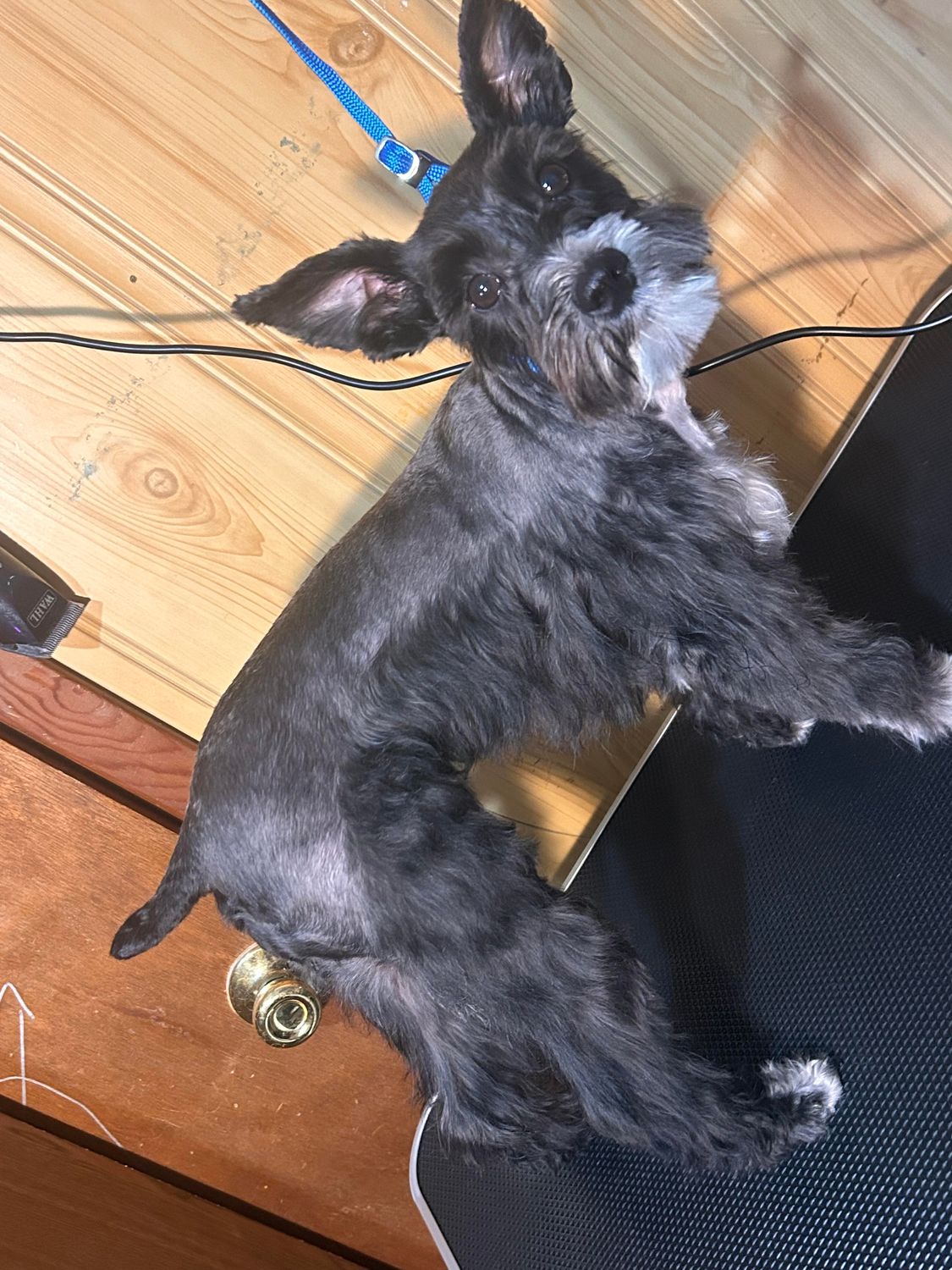 Dog grooming