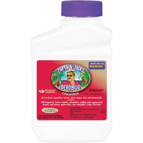 CAPTAIN JACK'S DEAD BUG BREW 16OZ