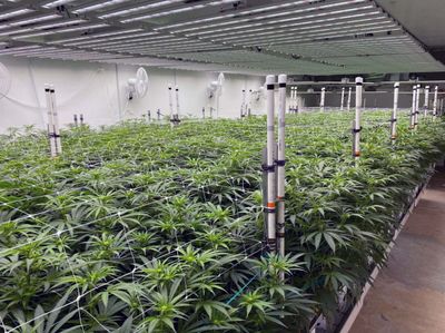 FULL GROW ROOM BUILDOUT