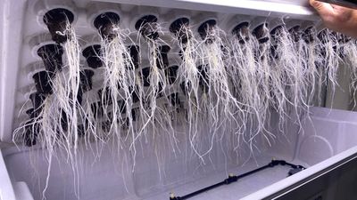 AEROPONICS