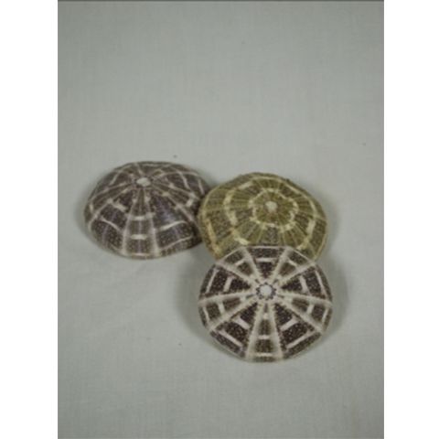 SEA URCHIN IN 3 SIZES
