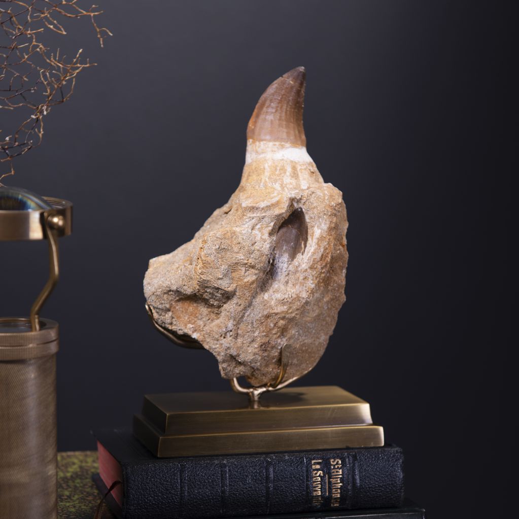 MOSASAURUS TOOTH IN JAW ON BRASS BASE