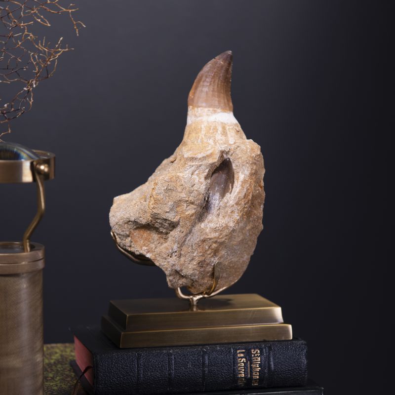 MOSASAURUS TOOTH IN JAW ON BRASS BASE