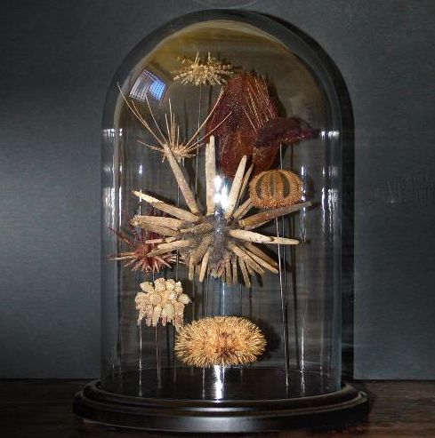 9 SEA URCHINS IN FAMILY UNDER GLASS
