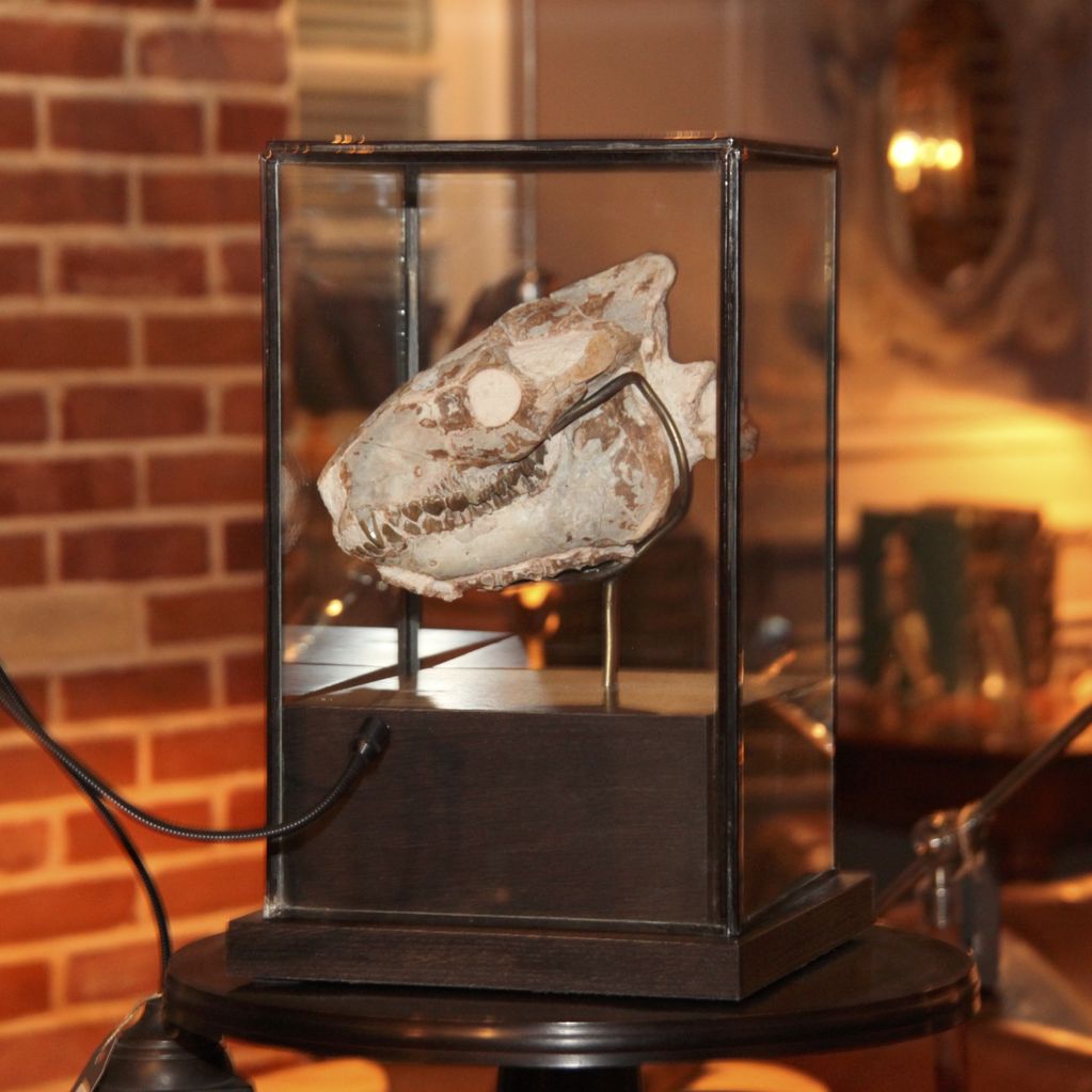 SKULL OREODONTIDAE UNDER GLASS