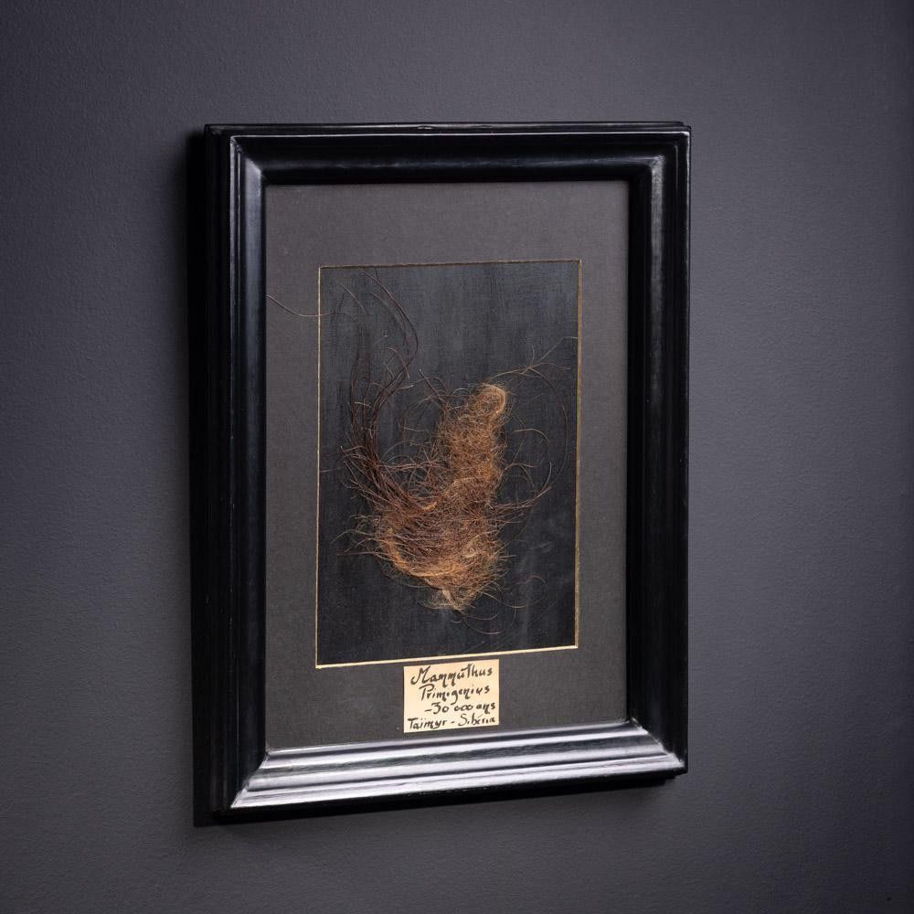 MAMMOTH HAIR IN BLACK FRAME