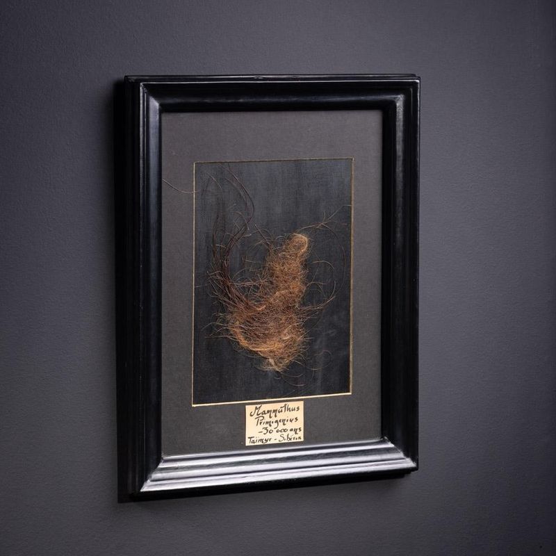 MAMMOTH HAIR IN BLACK FRAME