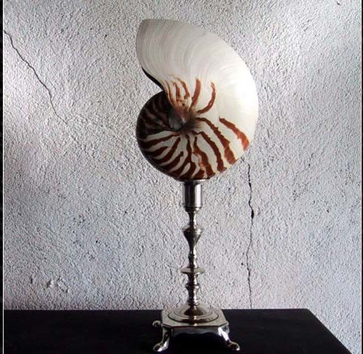 NAUTILUS SHEL ON LUIS XV SILVER PLATED