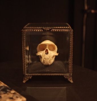 MONKEY SKULL IN GLASS BOX