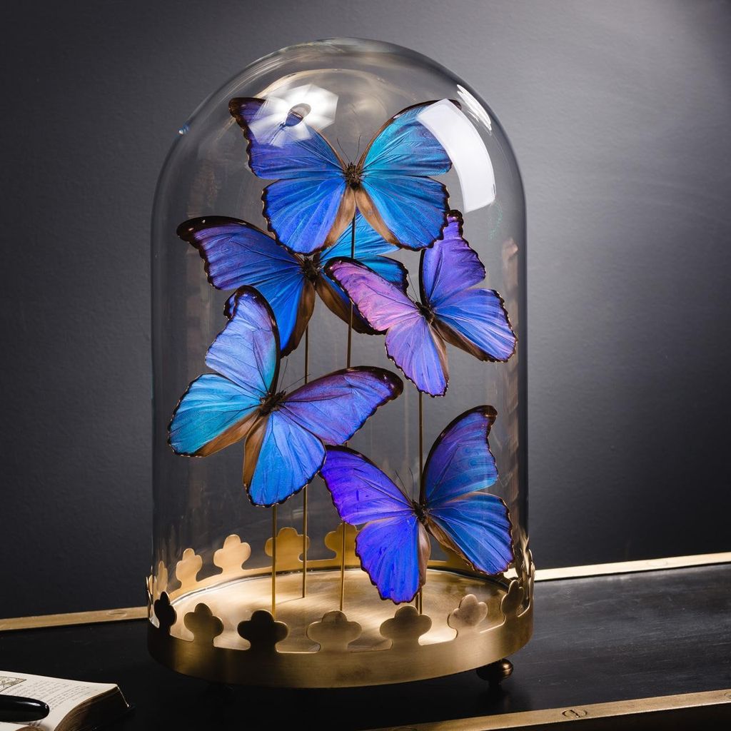 5 BLUE MORPHO BUTTERFLIES UNDER ROUND GLASS