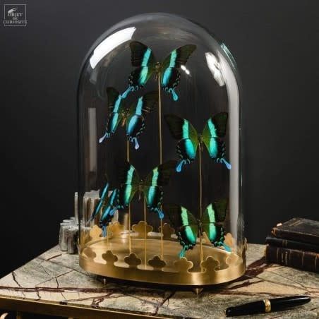 6 GREEN BLUMEI BUTTERFLIES, OVAL GLASS,BRASS BASE.