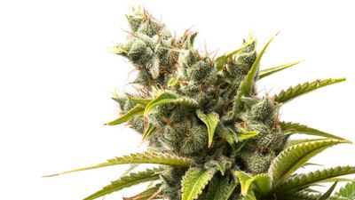 Flower - Pre-Rolls - Concentrates