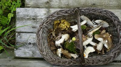 Mushroom