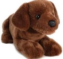 Cassie the Chocolate Lab