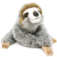 Siggy the Threetoed Sloth Baby