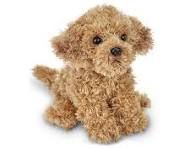 Doodles the Labradoodle