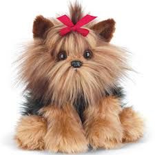 Chewie the Yorkie