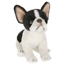 Lil&#39; Oliver the French Bulldog
