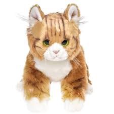 Manny the Maine Coon Cat
