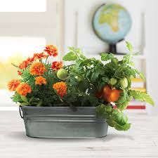 My First Garden Painted Windowsill - Marigold and Tomato