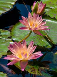 Springbok Water Lilies 500 pc puzzle